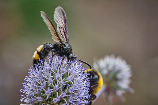 Borstige Dolchwespe ( Scolia hirta ).