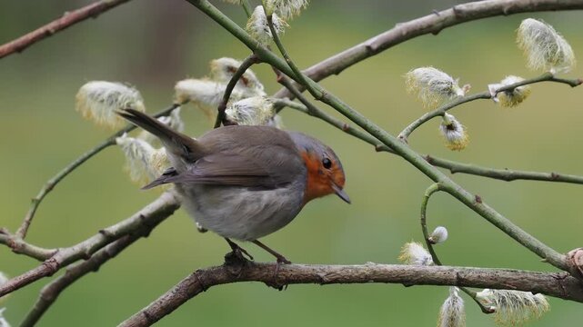 Rotkehlchen, European robin, Erithacus rubecula