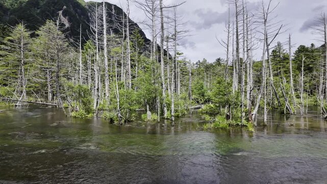 Kamikochi, Nagano, Japan in summer. 
Famous withered woods landscape right beside the wetland.