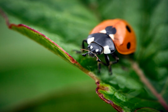 Siebenpunkt Marienk&auml;fer ( Coccinella septempunctata ).