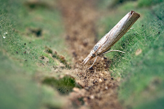 Unscheinbarer Grasz&uuml;nsler ( Agriphila straminella ).