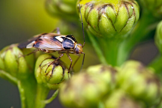 Gemeine Wiesenwanze ( Lygus pratensis ).