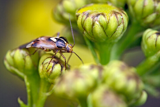 Gemeine Wiesenwanze ( Lygus pratensis ).