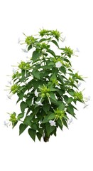 Obraz premium Blooming Mirabilis Jalapa Red Flower Bush Isolated on White Background