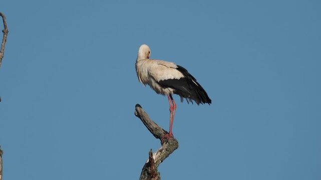 Wei&szlig;storch, Ciconia ciconia