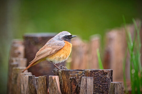 Gartenrotschwanz ( Phoenicurus phoenicurus ).