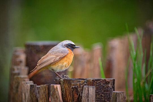 Gartenrotschwanz ( Phoenicurus phoenicurus ).