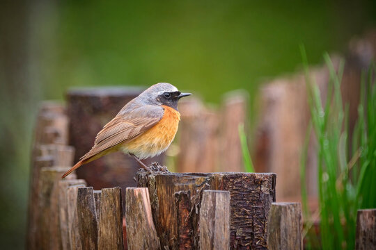 Gartenrotschwanz ( Phoenicurus phoenicurus ).