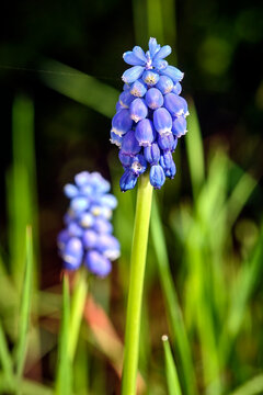 Armenische Traubenhyazinthe ( Muscari armeniacum ).