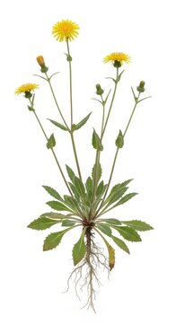 Yellow Hawkweed Flower Plant with Roots Isolated on White Background