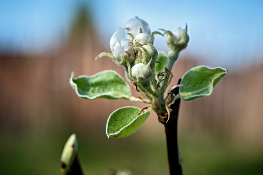 Bl&uuml;ten der Novemberbirne ( Pyrus Novembra ).
