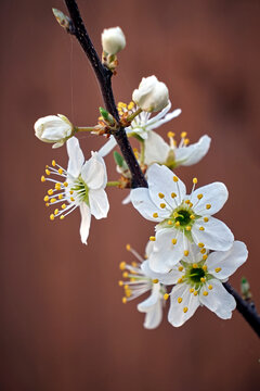 Bl&uuml;ten des Schlehdorn ( Prunus spinosa ).
