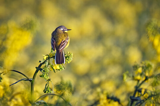 Schafstelze ( Motacilla flava ).