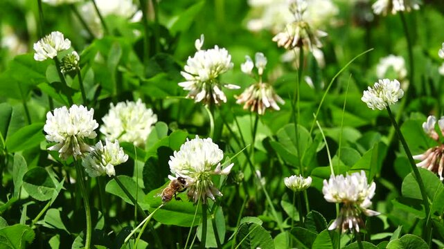 クローバー（シロツメクサ）の花畑で蜜と花粉を集めて飛ぶミツバチ