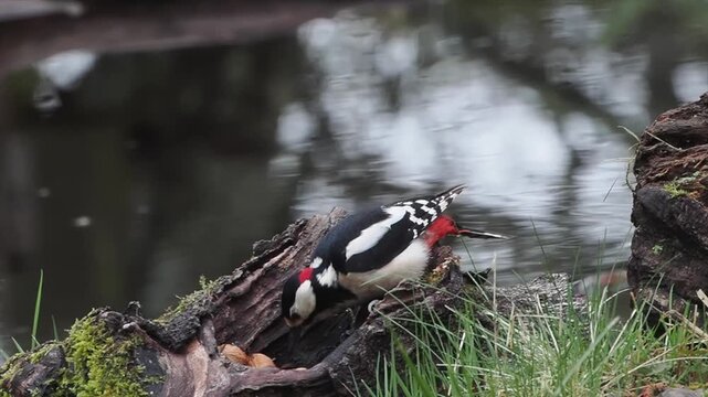 Buntspecht, Great Spotted Woodpecker, Dendrocopos major