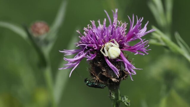 Ver&auml;nderliche Krabbenspinne, Misumena vatia