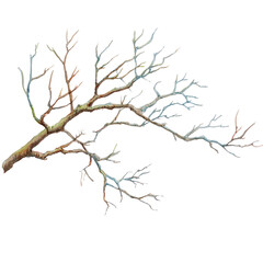 Obraz premium Watercolor - Branch&nbsp;spring watercolor illustration isolated on white transparent background.