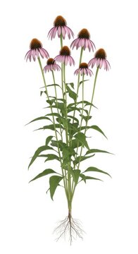 Purple Coneflower (Echinacea) Plant with Roots Isolated on White Background