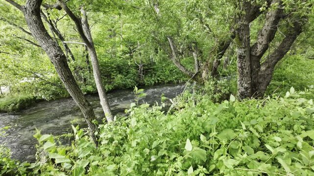 Lush green shrubs and dark intertwined trunks catch dappled sunlight. A clear stream meanders through woods with delicate ripples and tiny white rapids, blending perfectly with surrounding greenery. P