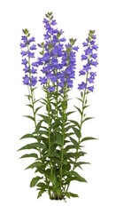 Obraz premium Tall Purple Penstemon Flowers Isolated on White Background, Summer Bloom