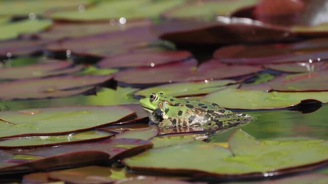 Wasserfrosch, Gr&uuml;nfrosch, Pelophylax