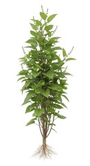 Fototapeta premium Green Basil Plant with Visible Roots Isolated on White Background Full Growth