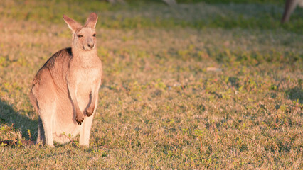 Young Kangaroo Joey Standing in a Grassy Field at Golden Hour © blueringmedia