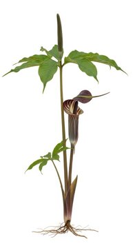 Jack-in-the-Pulpit Flower Isolated on White Background, Arisaema triphyllum