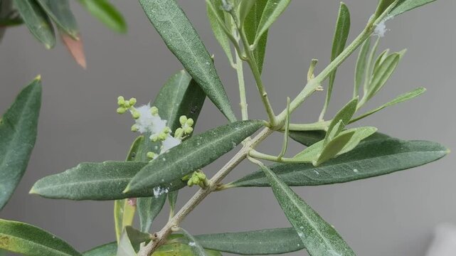 Close Up Mealybug Pest Infestation on Olive Tree Leaves and Branches, Garden Plant Disease Video
