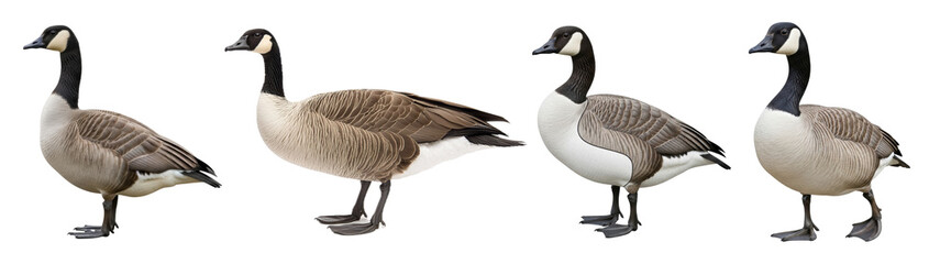 A detailed photograph of multiple Canada geese birds in various natural poses, isolated on a transparent background. © Food and Drink