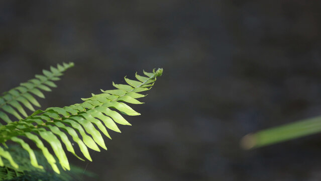 Close Up of Green Fern Leaves with Dark Blurred Background