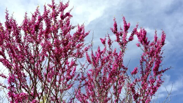 Pink blossoms of Cercis chinensis on branches. Floral background, spring season, natural texture and decorative plant concept