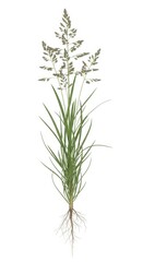 Fototapeta premium Tall Green Grass Plant with Visible Roots and Seed Head on White Background