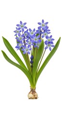 Fototapeta premium Blue Scilla Flowers Plant with Bulb and Green Leaves, Spring Blossom Isolated