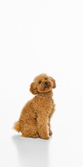 Fototapeta premium Adorable brown poodle sitting on white studio background. Concept of pet wellness, dog grooming, adoption campaign, animal care service and friendly home companion.