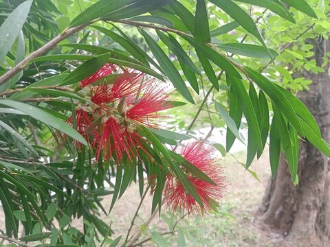 Cajuput Tree Leaves and Red Flowers Melaleuca Plant Herbal Medicine and Essential Oil Source Close Up