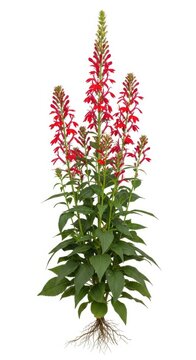 Cardinal Flower Plant (Lobelia cardinalis) with Roots, Isolated on White Background
