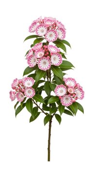 Pink Mountain Laurel Flowers with Green Leaves Isolated on White Background
