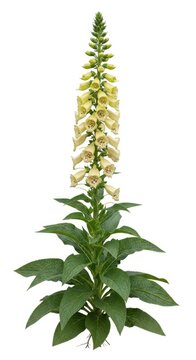 Tall Yellow Foxglove Flower Plant with Green Leaves Isolated on White