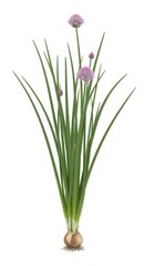 Fototapeta premium Chives Plant With Pink Flowers Isolated on White Background - Culinary Herb