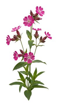 Pink Silene Dioica Flowers on White Background, Wild Campion Blossom