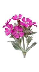 Obraz premium Pink Catchfly Flower Blossom Isolated on White Background, Summer Flora
