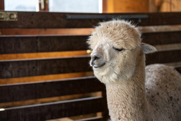 White alpaca portrait inside wooden barn with hay on fur and shallow depth of field © Evgeniia