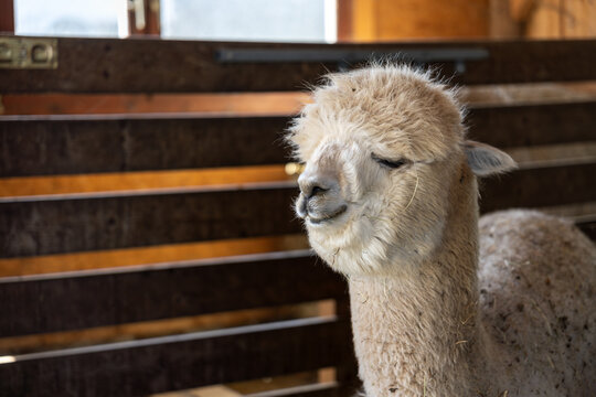 White alpaca portrait inside wooden barn with hay on fur and shallow depth of field