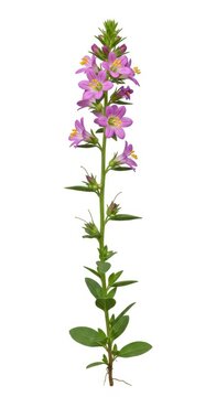 Eyebright Flower Stem with Pink Blooms and Green Leaves, Isolated on White