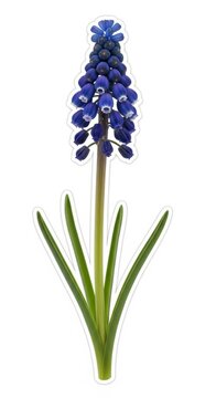 Blue Muscari Flower Isolated on White Background, Spring Bulbous Plant