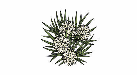 Fototapeta premium Detailed illustration of clustered white star-shaped flowers with spiky green leaves