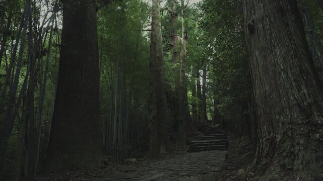 世界遺産 熊野古道 中辺路 大門坂 苔むした石畳｜和歌山県那智勝浦町 Daimonzaka Moss‑Covered Stone Steps, Kumano Kodo Nakahechi, Nachikatsuura, Wakayama, Japan