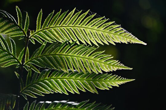 Sporangia Fern leaves with symmetrical tiny black leaf spores on a black background.
