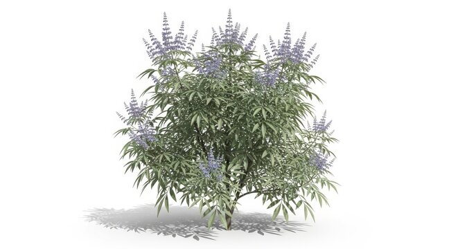 Flowering Chaste Tree Shrub with Lilac Flowers and Green Leaves, Isolated